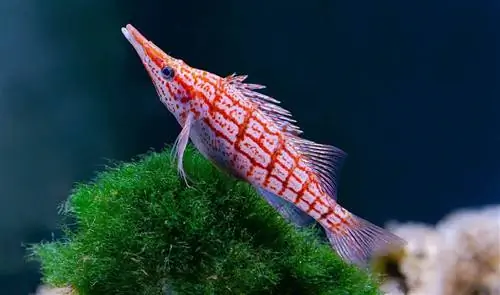 close up Longnose hawkfish