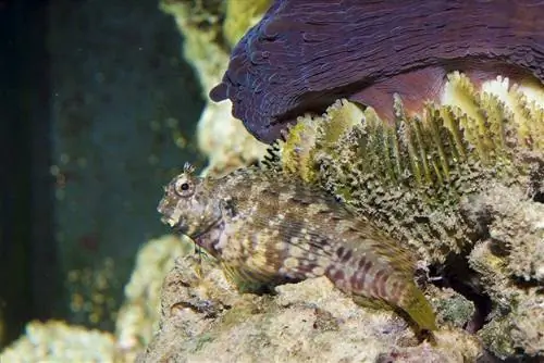 Cortacésped Blenny dentro del acuario