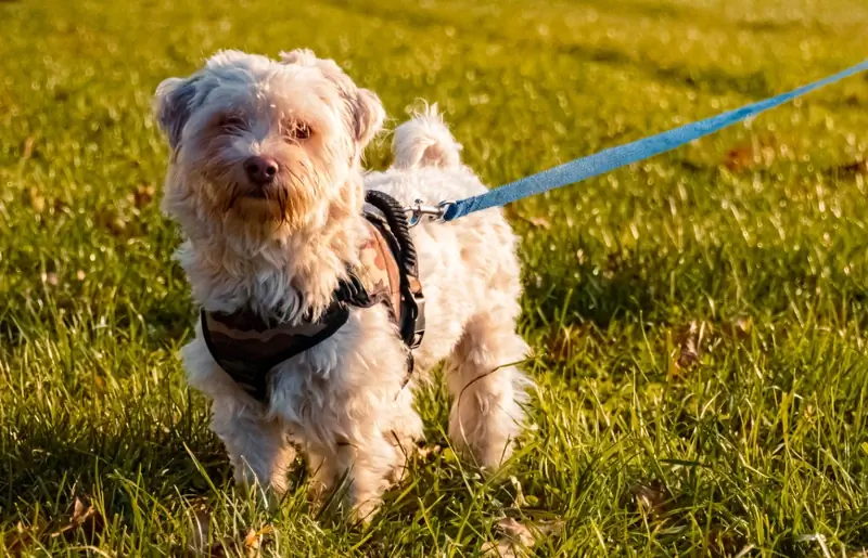 Havanese šuo su pakinktais ir pavadėliu stovi ant žolės