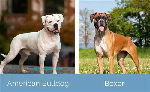 American Bulldog vs Boxer ib sab