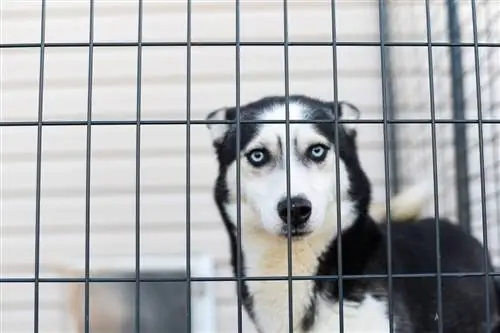 Een puppy trainen in een bench terwijl hij aan het werk is: stapsgewijze handleiding