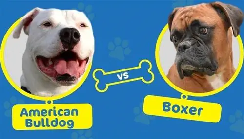 American Bulldog vs Boxer: Mi a különbség?