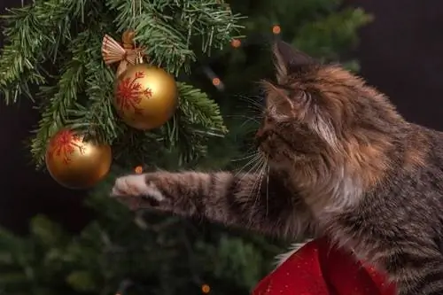 kucing bermain dengan dekorasi pohon natal