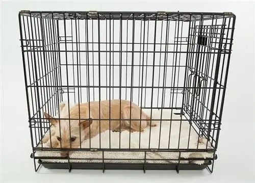 Anong Sukat ng Dog Crate ang Kailangan Ko? Narito ang Paano Pumili