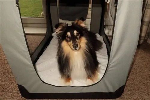 shetland sheepdog hauv kev mus ncig crate