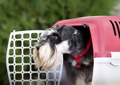 schnauzer miniatural în interiorul unei lăzi de transport pentru câini