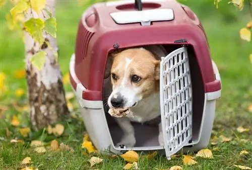 anjing dalam peti plastik keras