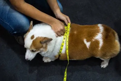 corgi bliver målt