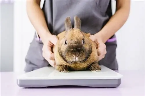 veterinário pesando o coelho