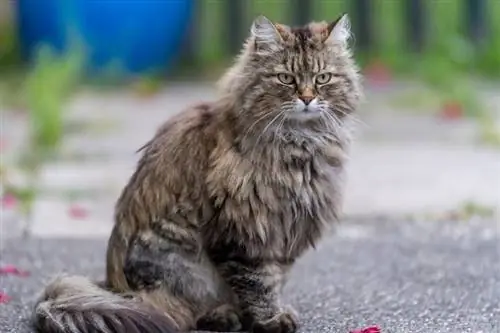 tabby ragamuffin pişiyi