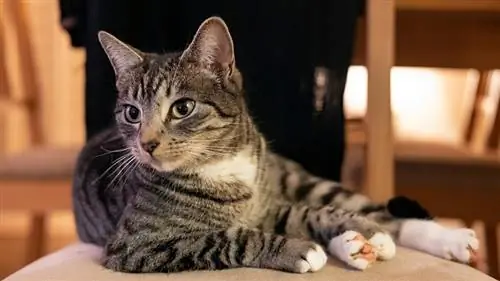 yerli skumbriya tabby pişik bir stulda yalançı