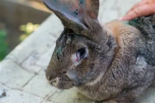 adult domestic rabbit na may myxomatosis