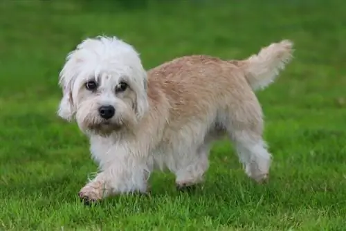 Dandie Dinmont Terrier çimenlerin üzerinde yürüyor