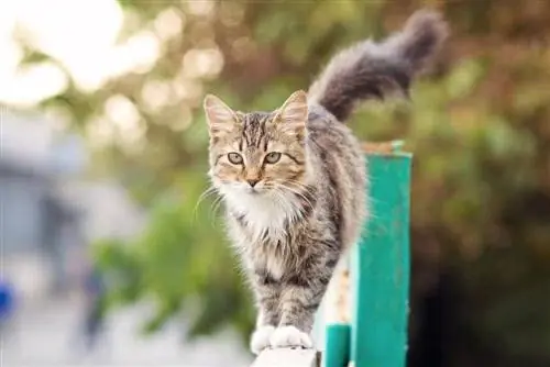 kucing berjalan di pagar