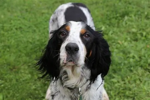 engelsk setter