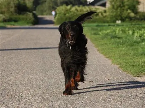 Gordon Setter