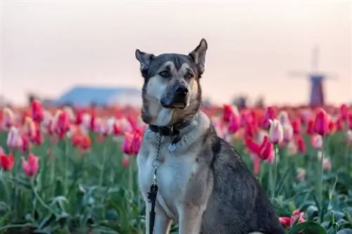 Kunming ulvehund (kinesisk ulvehund): info, bilder, kjennetegn & Fakta