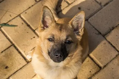 Cachorro de perro lobo de Kunming