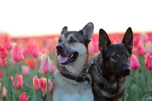 two Kunming wolfdogs_Bandersnatch_shutterstock