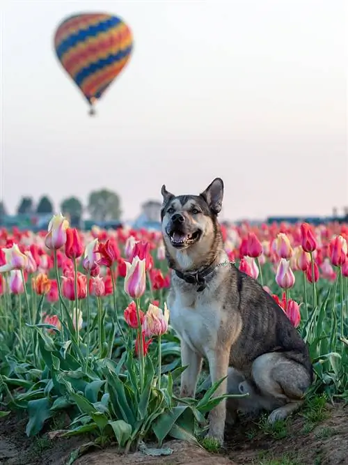 Perro lobo de Kunming en un jardín de tulipanes