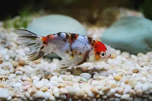 pompom goldfish nyob hauv qab ntawm lub tank