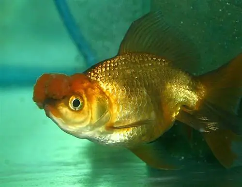 pompom goldfish nyob rau hauv lub tank