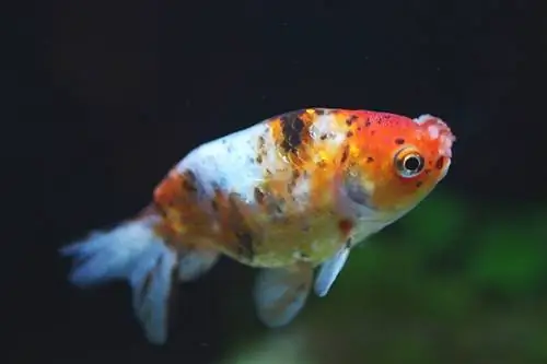 calico pompom goldfish nyob rau hauv lub thoob dej yug ntses