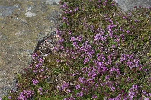 Thymus serpyllum „Elfin” 01