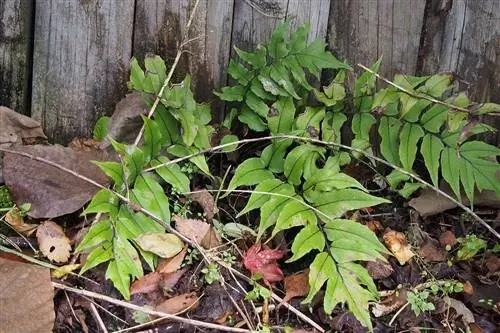 Fortune's Holly-helecho (Cyrtomium fortunei) (23323192705)