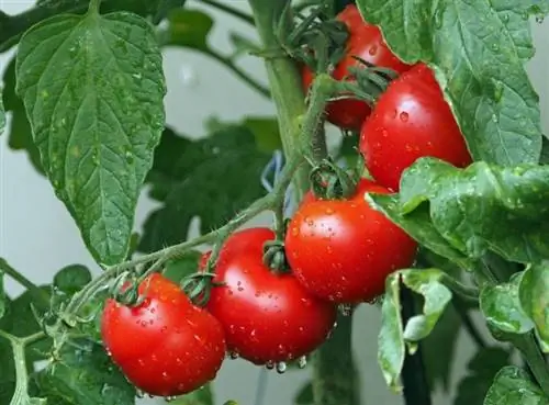 buah tomato