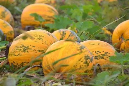 pianta di zucca