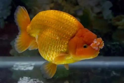 Pompom Goldfish: Kev Qhia Txog Kev Kho Mob, Ntau Yam, Lifespan & Ntau (nrog duab)