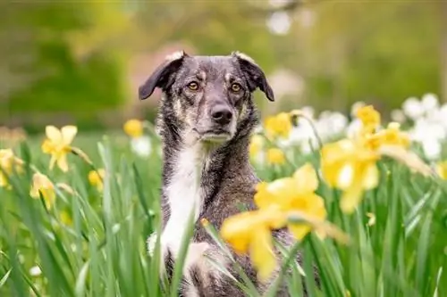 10 soorten planten die resistent zijn tegen hondenurine (met afbeeldingen)