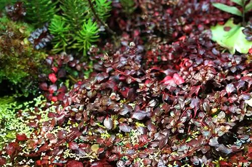 red ludwigia repens водно растение отблизо