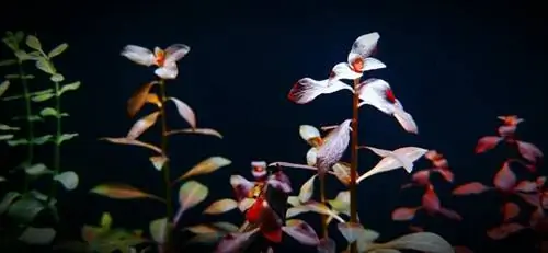 Ludwigia Repens Aquariumpflanze: Pflege & Wachstumsanleitung