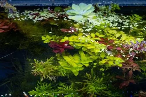 ludwigia-repens