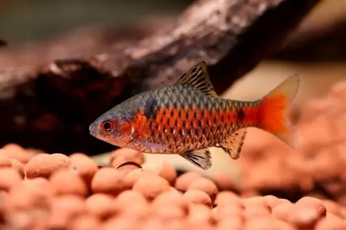 odessa barb aquarium ውስጥ