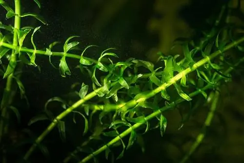 anacharis o elodea aquatic plant sa malapitan