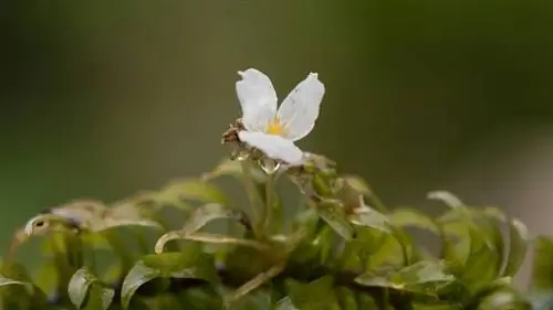 Malaking bulaklak na waterweed anacharis_IanRedding_shutterstock