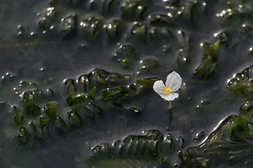 Anacharis planta aquática com flores crescendo no riacho