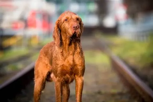 Vizsla de pêlo cerdoso