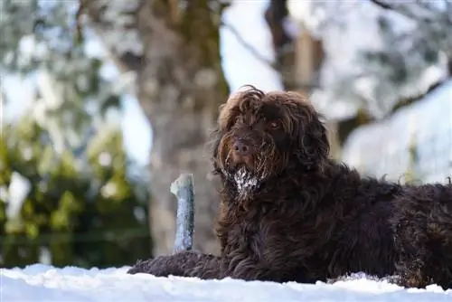 pudelpointer en la nieve