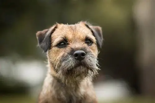 söpö puhdasrotuinen borderterrieri portrait_xkunclova_shutterstock