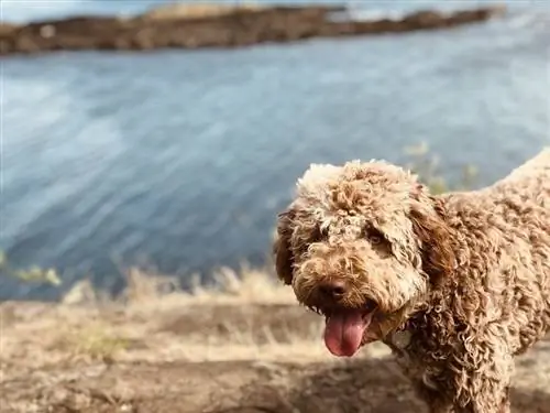 Lagotto Romagnolo