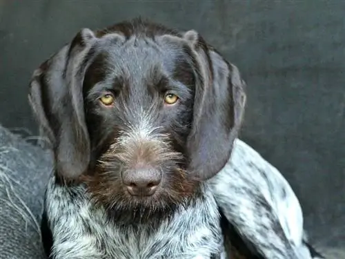 Cão Pointer Alemão de Pêlo Cerrado