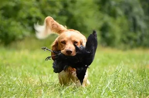 16 races de chiens de chasse qui ne perdent pas (avec photos)