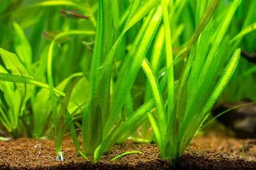 צמח אקווריום Vallisneria: טיפול, מיכל & מדריך גידול