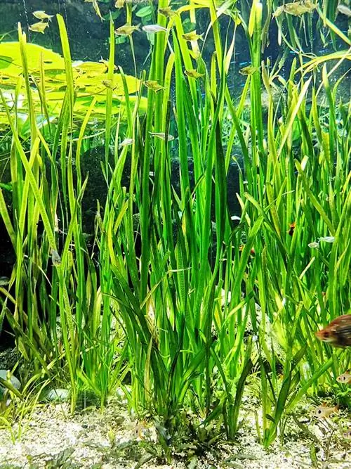 Vallisneria juostos žolės vandens augalas rezervuaro viduje