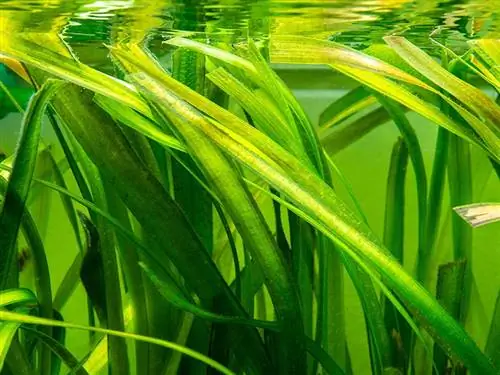 نبات مائي vallisneria العملاق في حوض للأسماك