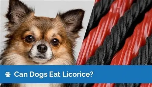 ¿Pueden los perros comer regaliz negro y rojo? ¿El regaliz negro y rojo es seguro para los perros?